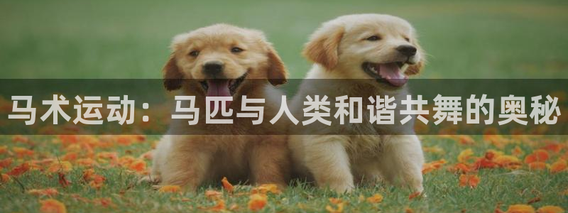 星奥娱乐艺人