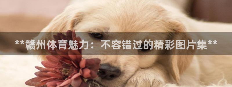 星奥娱乐艺人