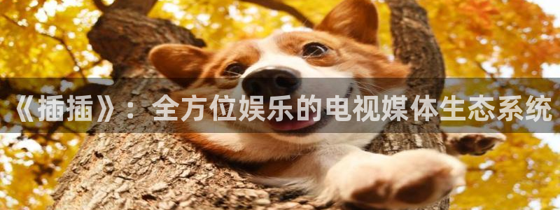熊猫视频网站：《插插》：全方位娱乐的电视媒体生态系统